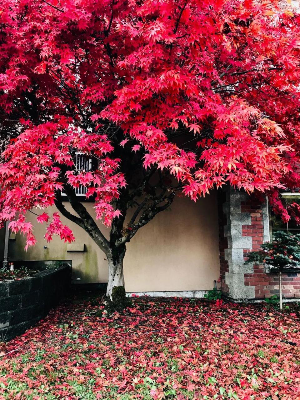 Cedar Manor Bed And Breakfast Pitt Meadows ภายนอก รูปภาพ